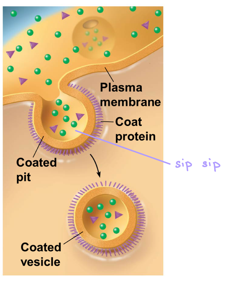 <p>pinocytosis</p>