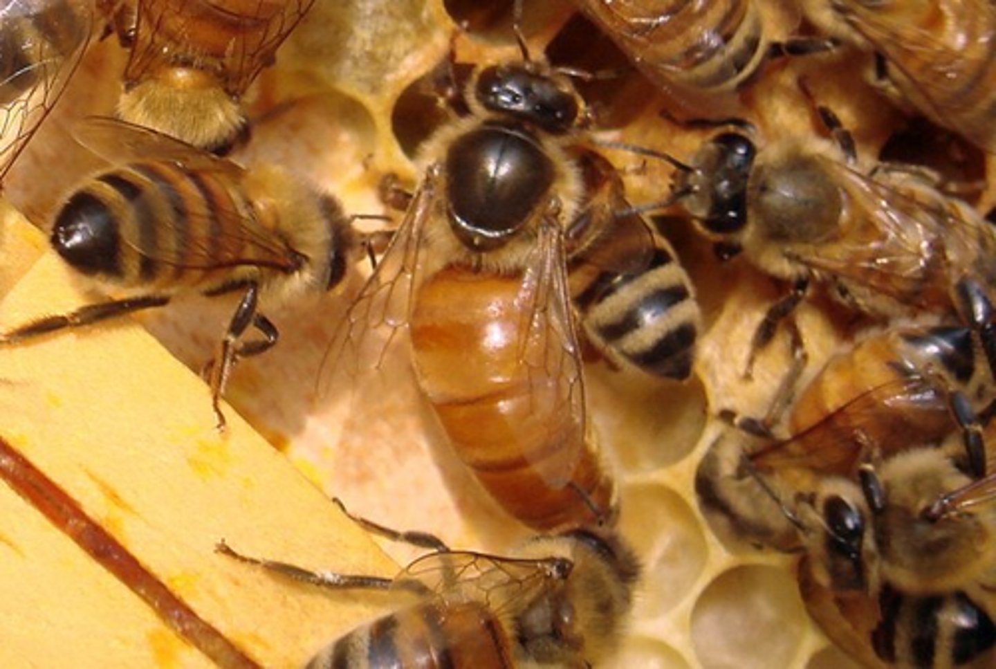 <p>One female, several males.</p>