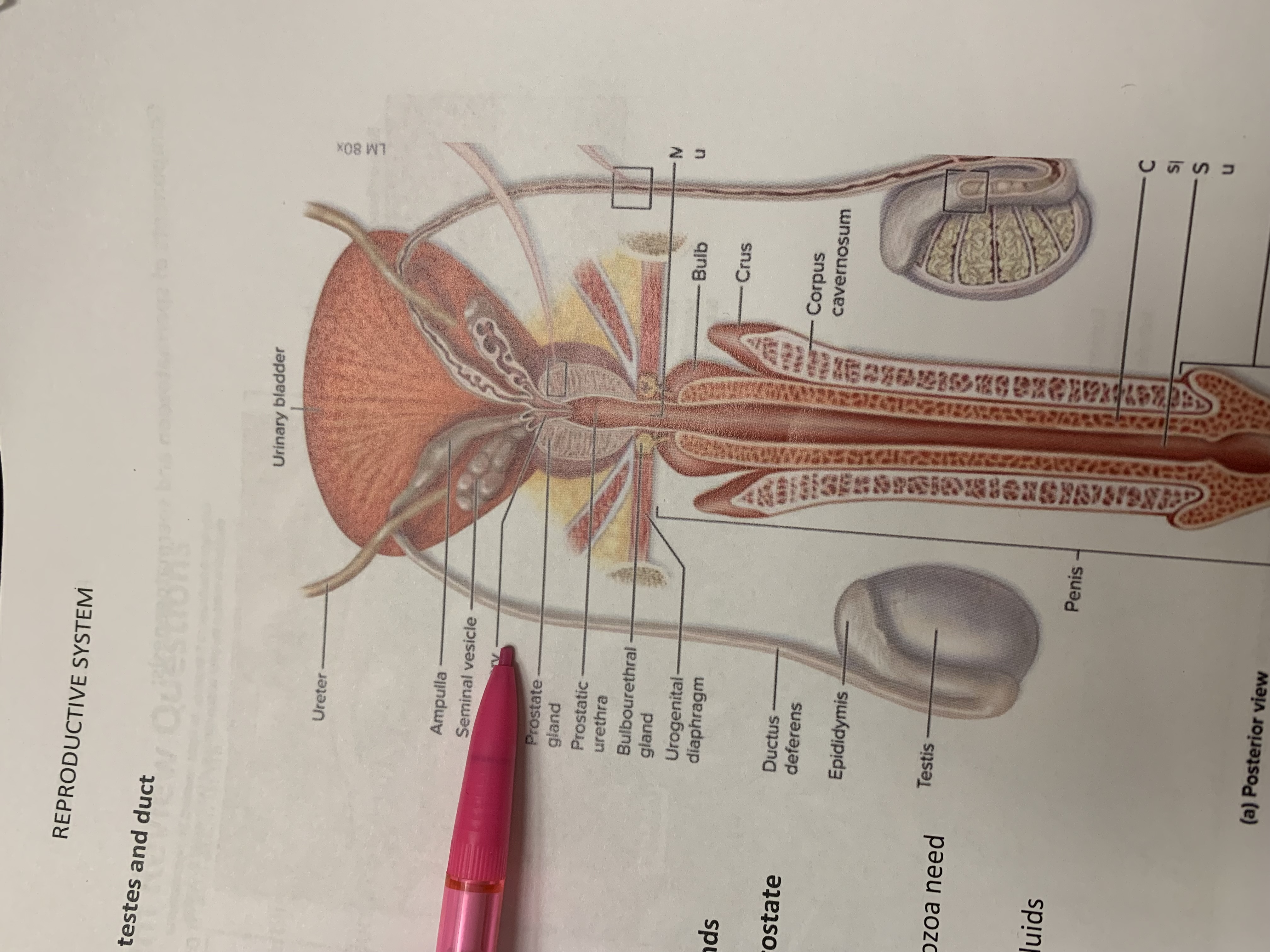 term image