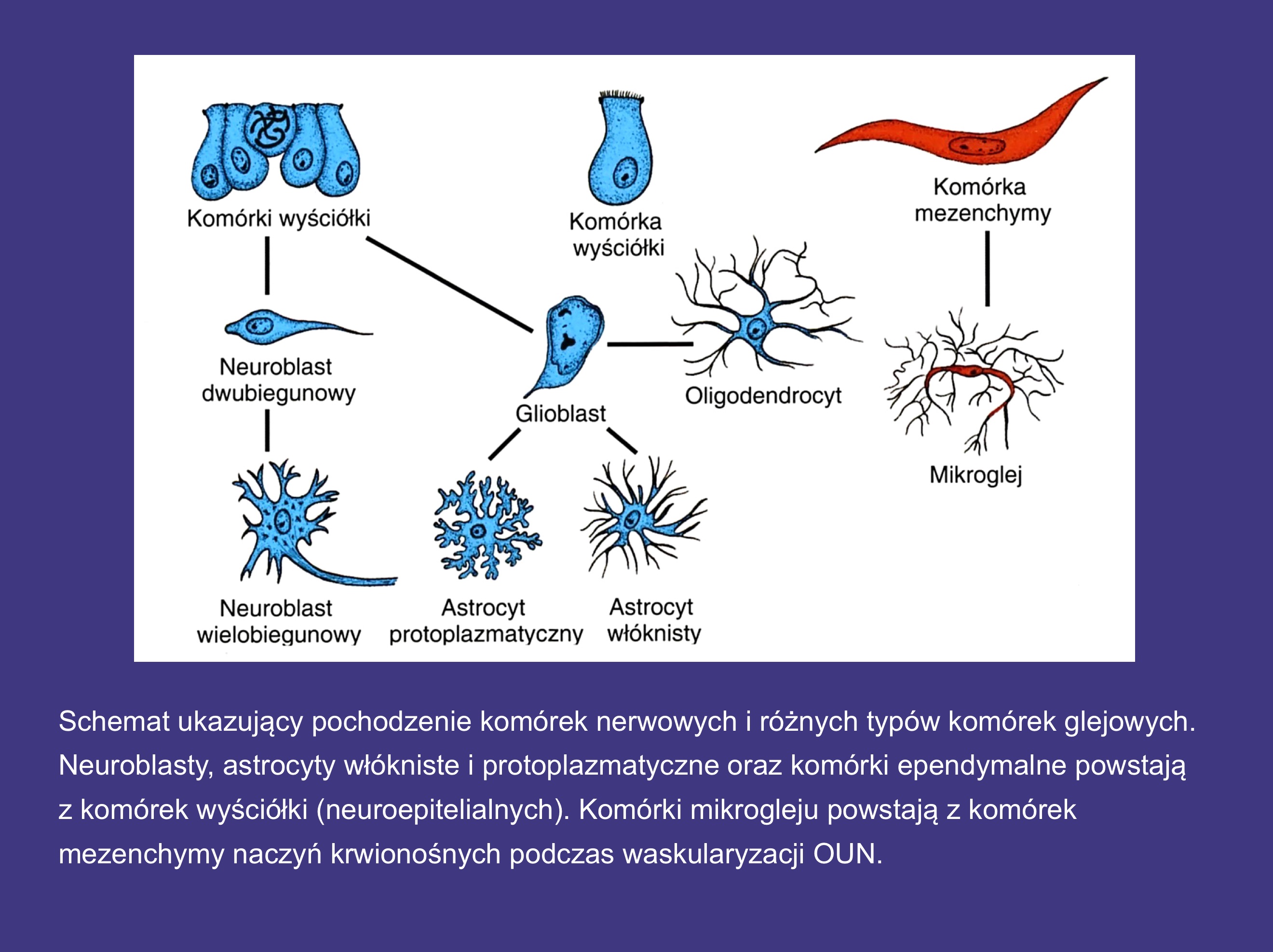 <p>komórki wyściółki » glioblast » oligdendrocyt</p>