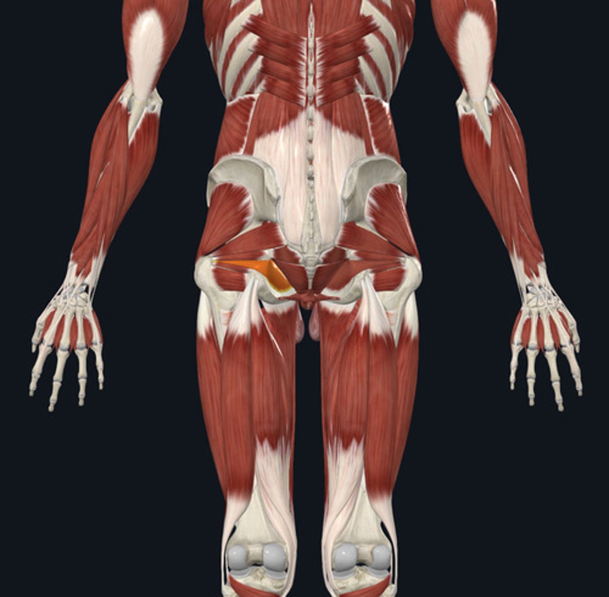 <ul><li><p><u>Origin:</u>&nbsp;Os coxae, obturator foramen</p></li><li><p><u>Insertion:</u>&nbsp;Femur</p></li><li><p><u>Action:</u>&nbsp;Hip lateral rotation</p></li></ul><p></p>