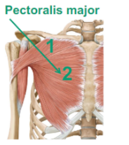 <p>Describe the Pectoralis Major</p>