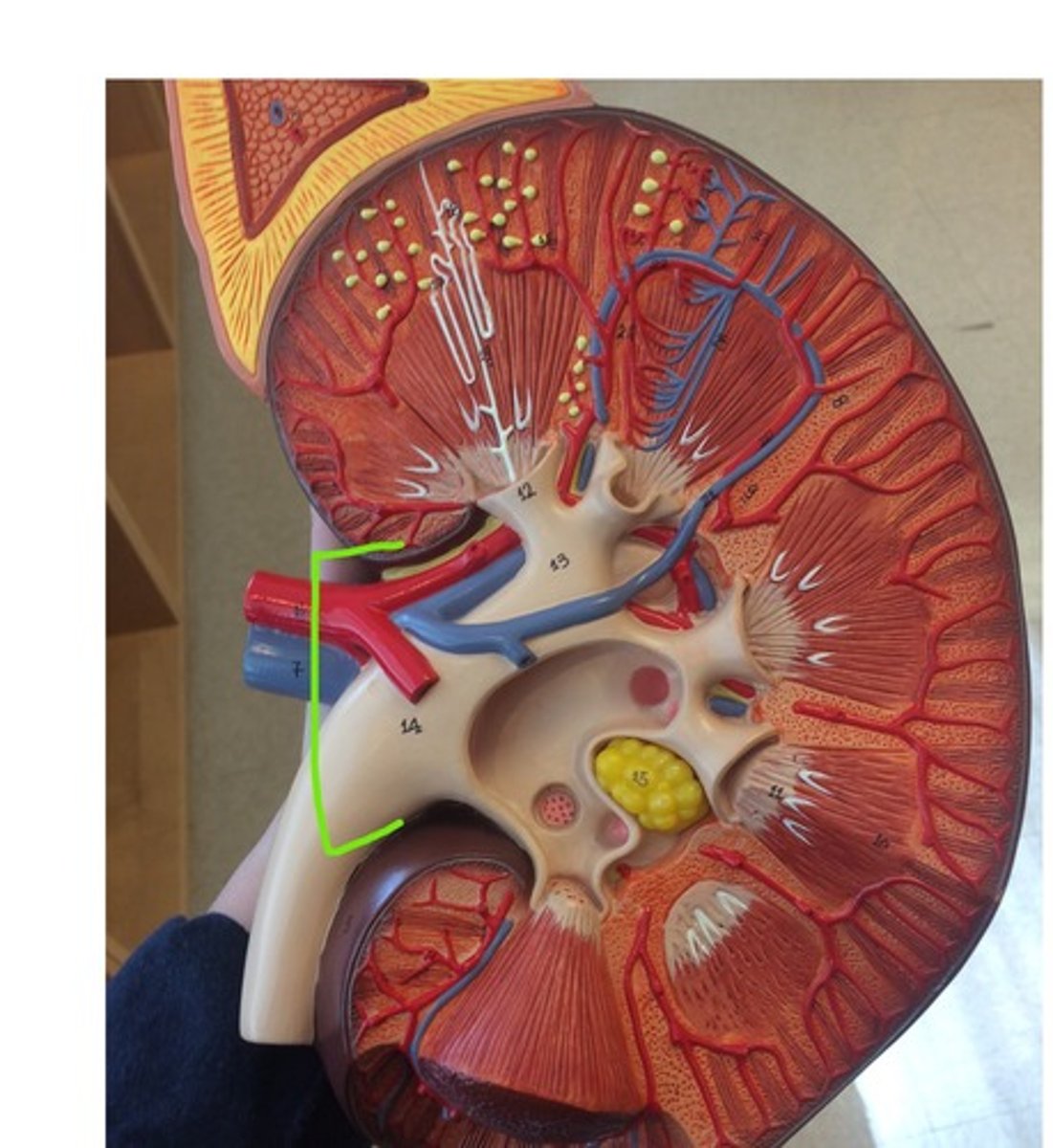 <p>A medial indentation where several structures enter or exit the kidney (ureters, renal blood vessels, and nerves)</p>