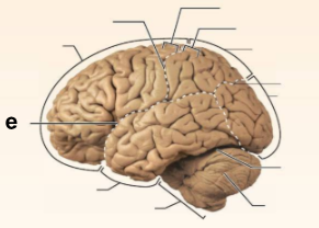 <p>Identify the structure labeled <strong>“e”</strong> in the image.</p>