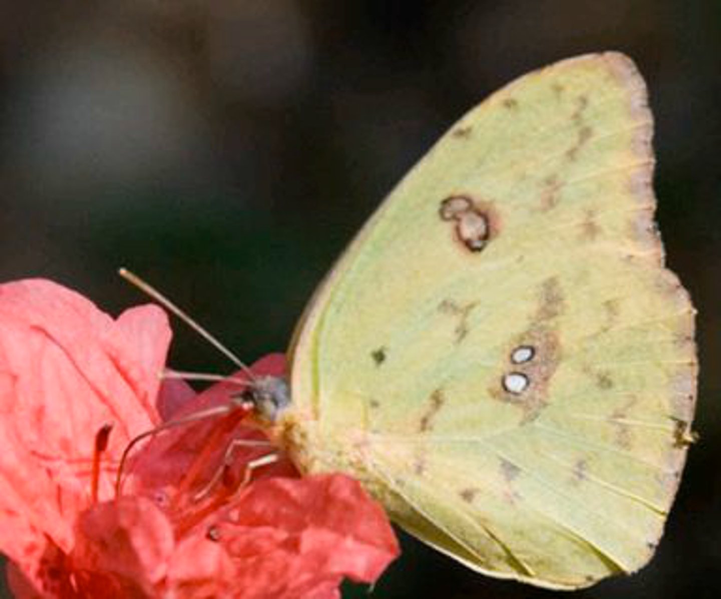 <p>Identify the butterfly or moth shown:</p>
