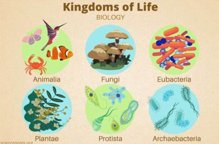 <p>Eubacteria, Archaebacteria, Protista, Fungi, Plantae, Animalia</p>