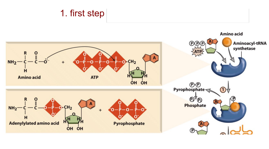 <p>Aminoacyl-tRNA charging 1st adn 2nd steps</p>