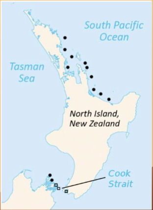 <p>Tuataras are a separate order from squamates, all other relatives are extinct.</p>