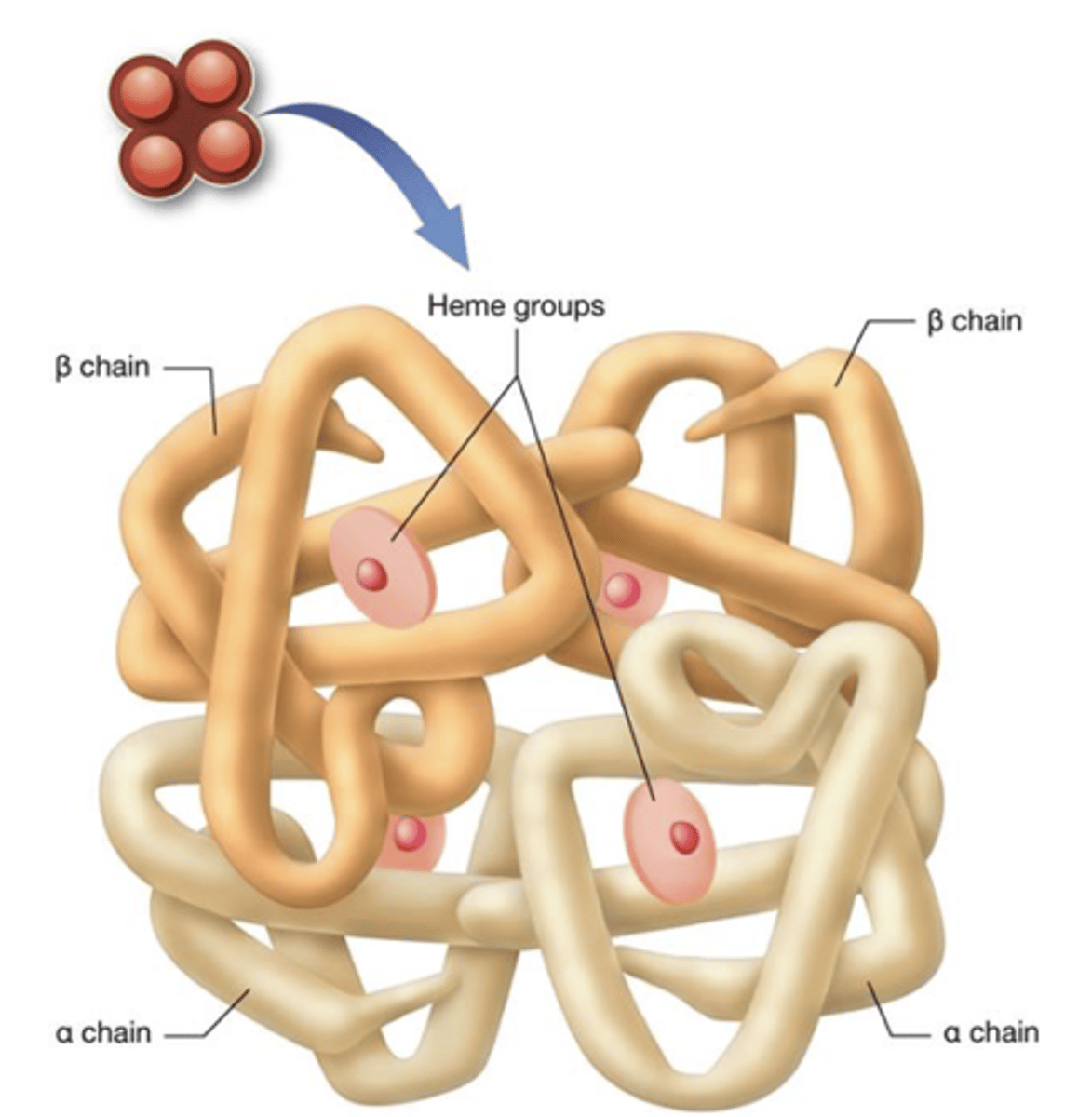 <p>large protein that consists of four polypeptide subunits: two alpha (a) chains and two beta (b) chains</p>