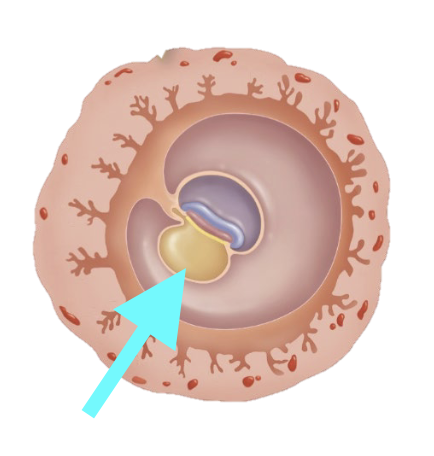 <p>What structure is shown?</p>