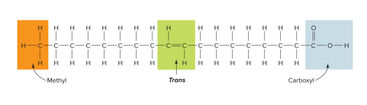 <p>one double bond is found in the chain; the hydrogens are found on opposite sides of the carbon chain</p>