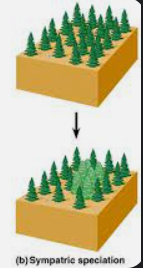 <p>Sympatric Speciation</p>