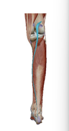 <p><span><span>M. Plantaris</span></span></p>