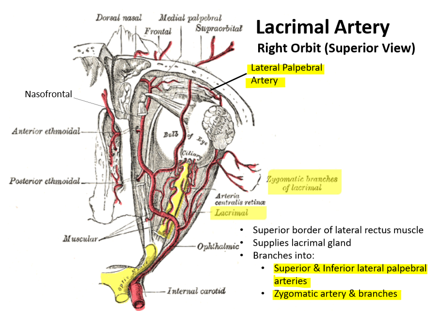 <p>Superior/Inferior lateral palpebral arteries</p><p>Zygomatic artery and branches</p>
