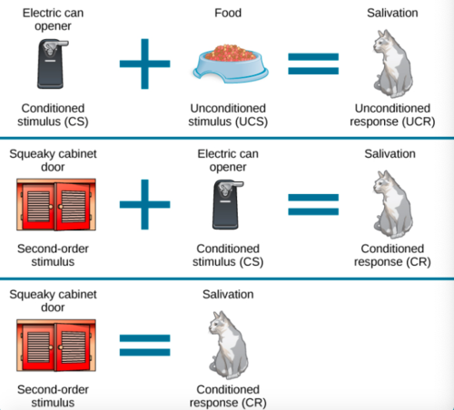 occurs when a strong conditioned stimulus is paired with a neutral stimulus, causing the neutral stimulus to become a second conditioned stimulus.

Stimulus to stimulus conditioning