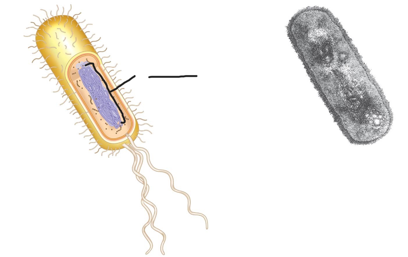 <p>what is this (a typical rod-shaped bacterium)</p>
