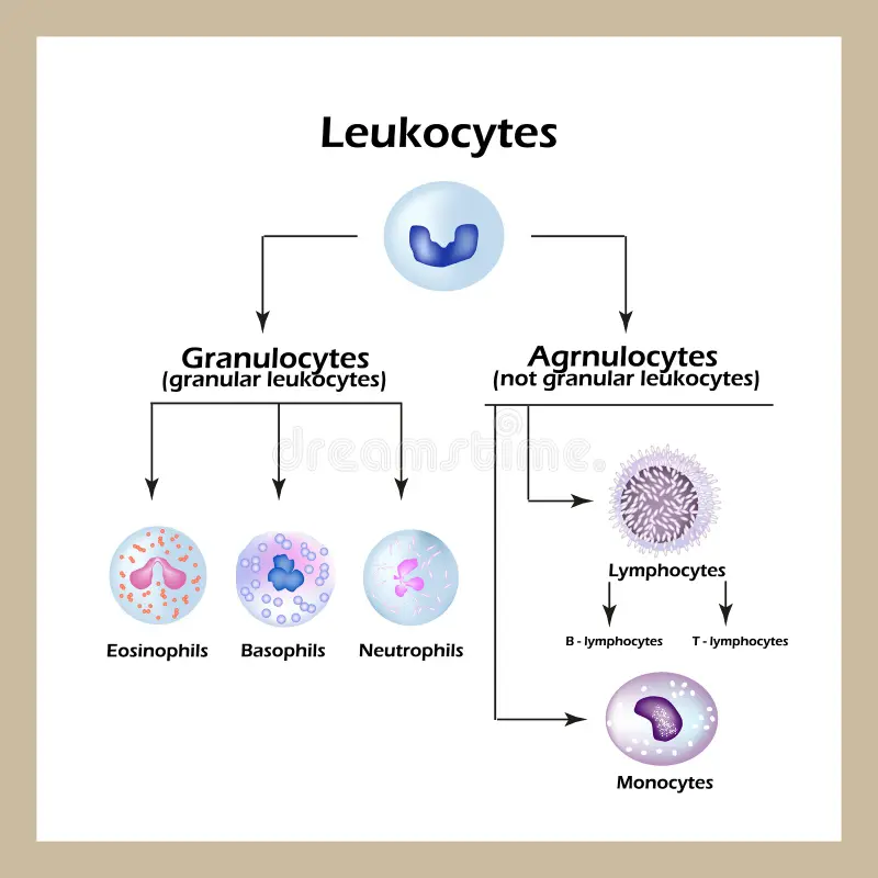 <p>Cytoplastic granules </p><ol><li><p>Agranulocytes → lymphocytes and monocytes/macrophages </p></li><li><p>Polymorphonuclear leukocytes (PML) → does not include mast cells (mononuclear) </p></li></ol><p></p>