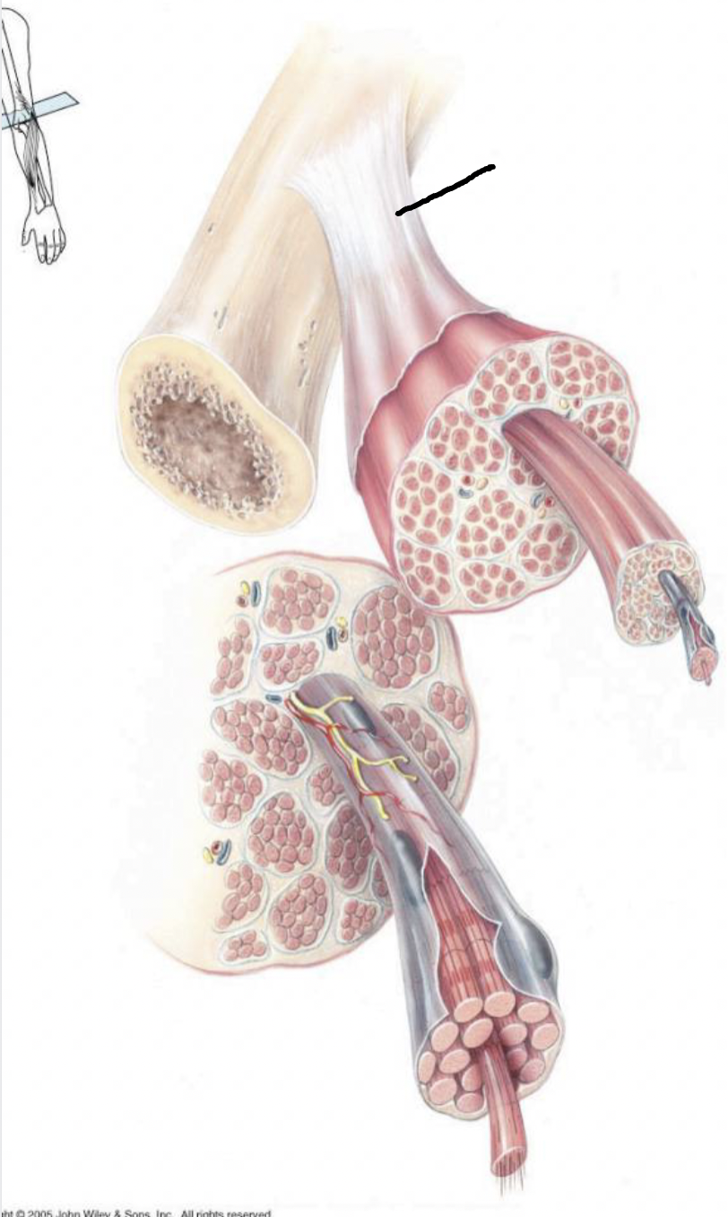 <p>what muscle feature is this?!</p>