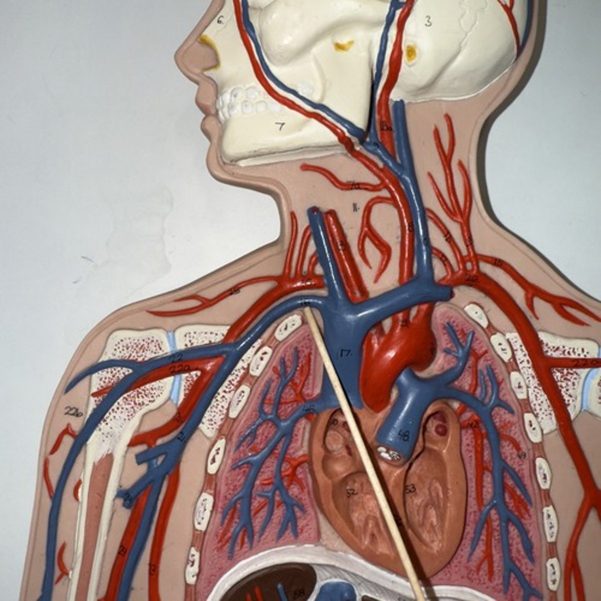 <p>Identify the structure.</p>