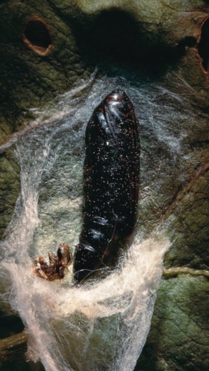 knowt flashcard image