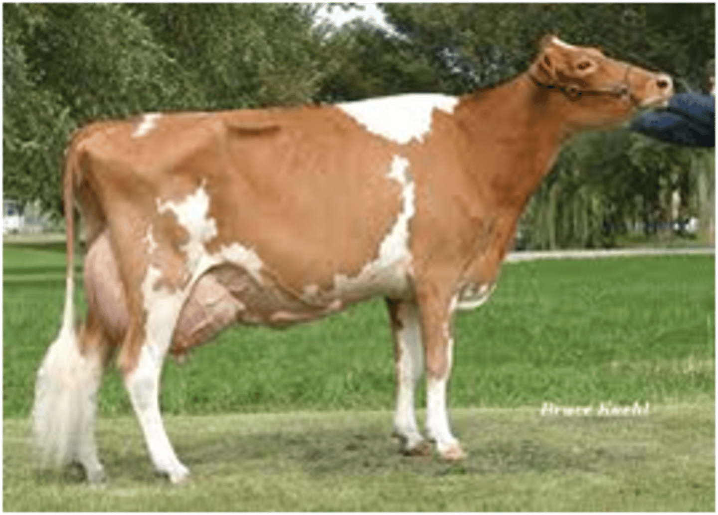 <p>Also a channel Island breed, has an average milk production, yellow color milk (high beta carotene), and is a tan and white color</p>