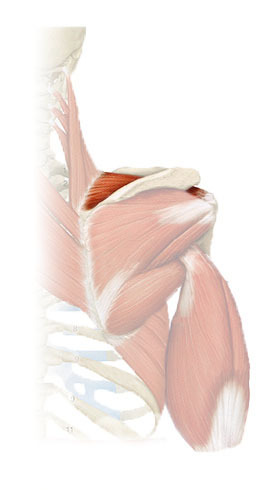 assists deltoid muscle in abducting arm