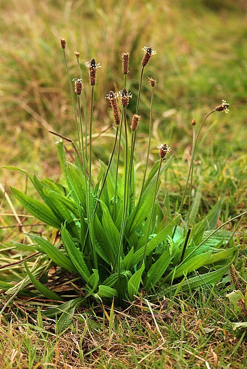 <p>Plantago lanceolata - <strong>Plantaginaceae</strong></p>