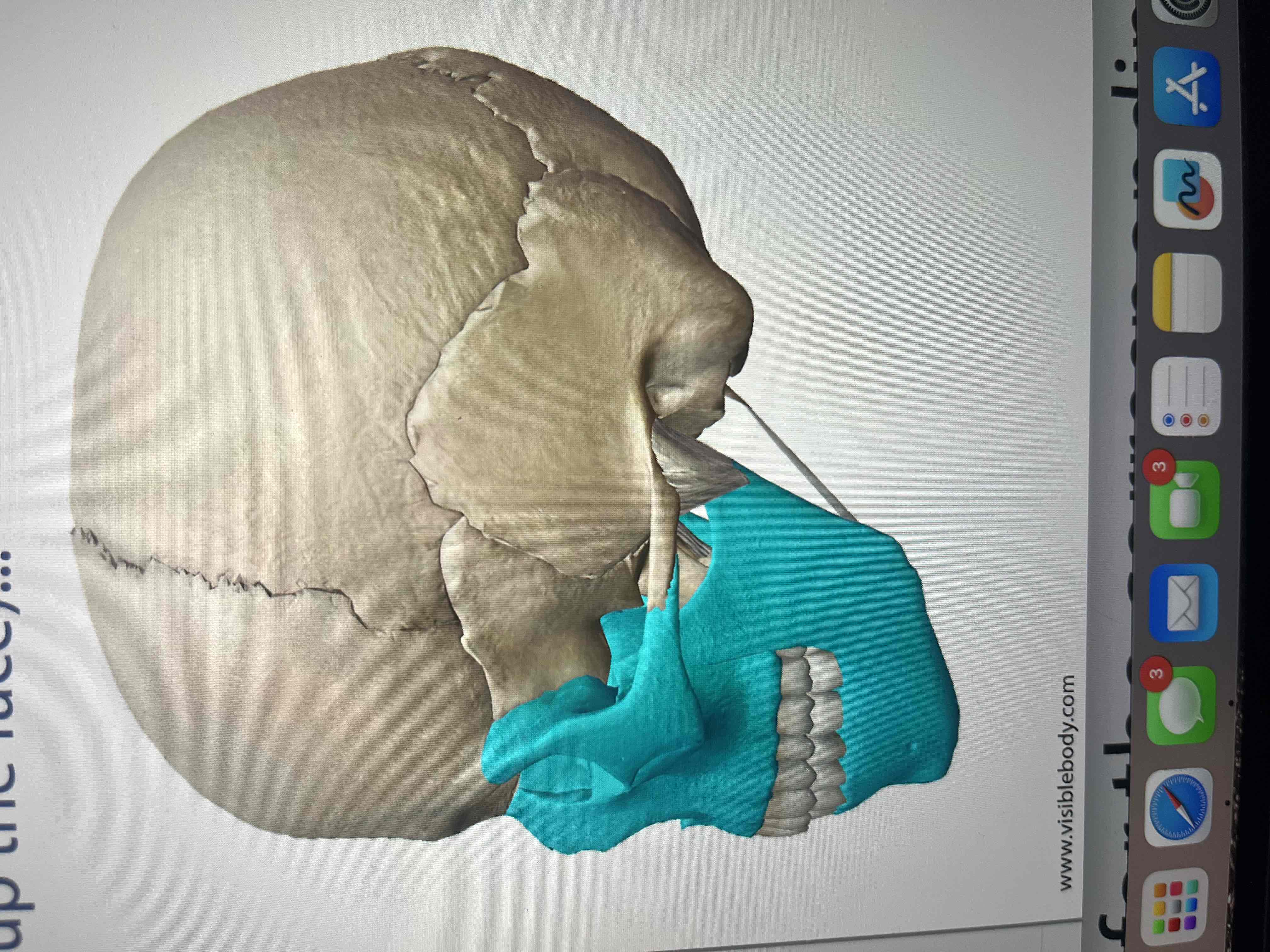 <p>bones that make up the face</p>