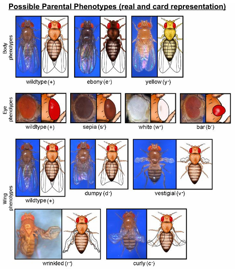 <p>Phenotypes of drosophila fly </p>