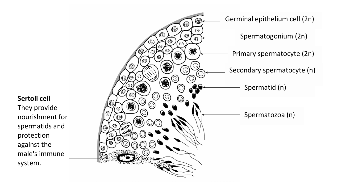 <p>Undergo mitosis and meiosis to produce gametes</p>