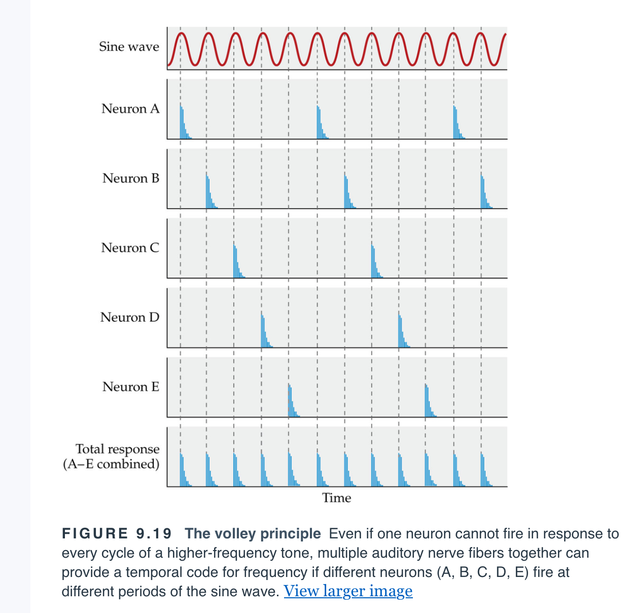 <p><span>The idea that multiple neurons can provide a temporal code for frequency if each neuron fires at a distinct point in the period of a sound wave but does not fire on every period.</span></p>