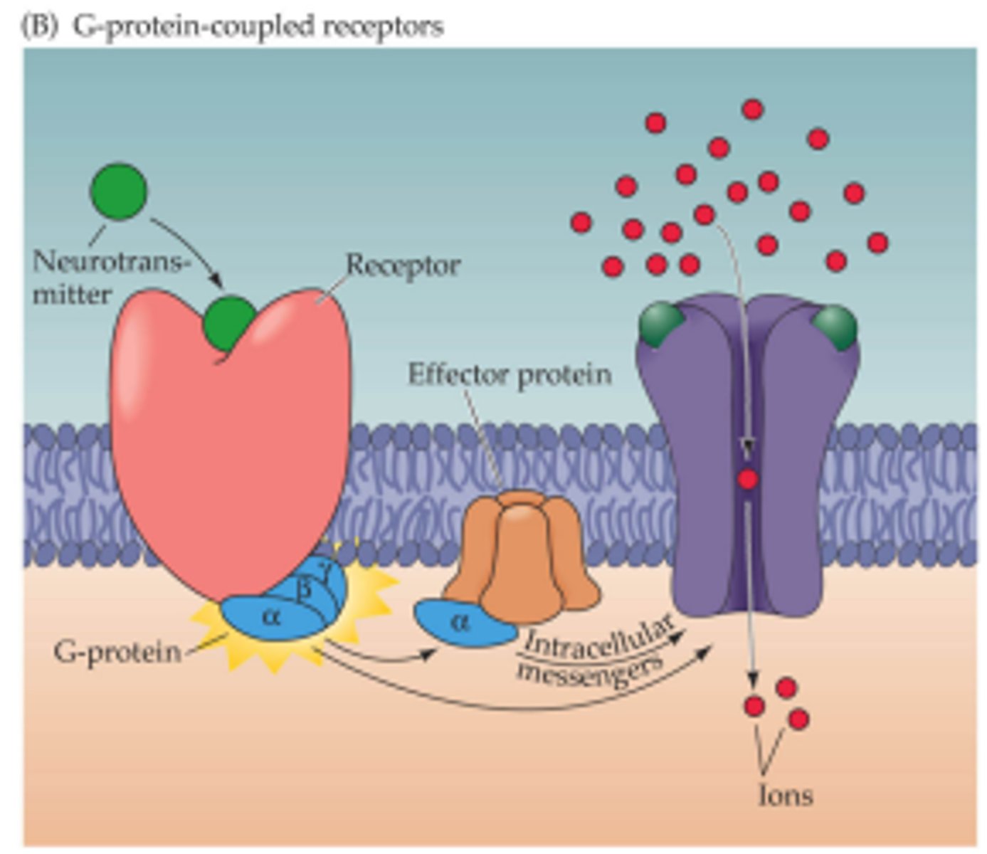 <p>coupled to other proteins and kick off an intracellular signaling cascade that creates more long-lived changes in cell function</p>