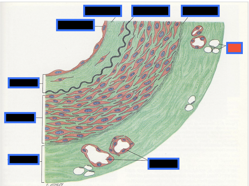 <p><span style="background-color: transparent; font-family: &quot;Times New Roman&quot;, serif;">What part of the Blood Vessel (in the red box) is this</span></p>