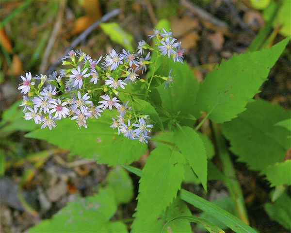Common Blue Wood Aster; Heartleaf Aster; Blue Wood-Aster