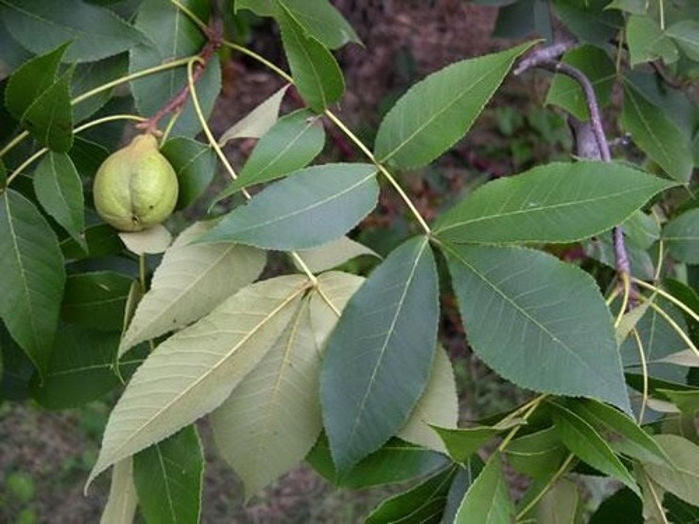 <p>Carya texana <br>Juglandaceae</p>