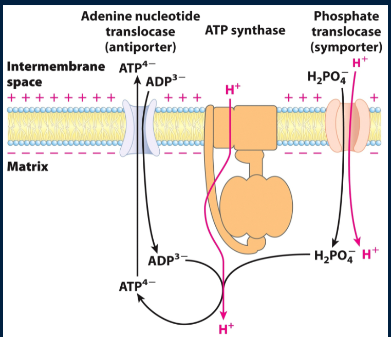 <p>by the ATP/ADP translocase. ATP in the matrix (goes to cytosol) in exchange for 1 ADP from the cytosol (goes to matrix)</p>