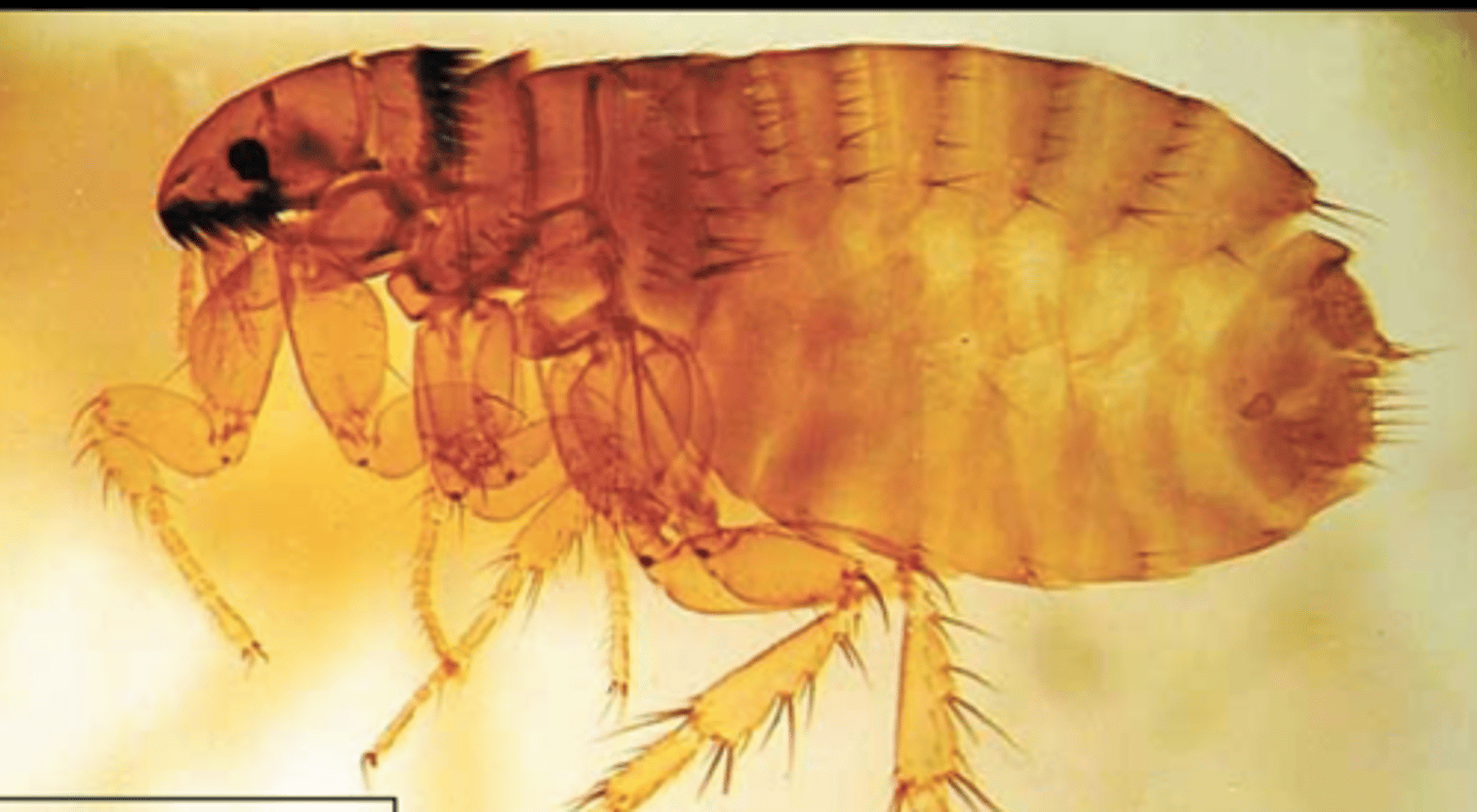 <p>what type of insect? male or female?</p>