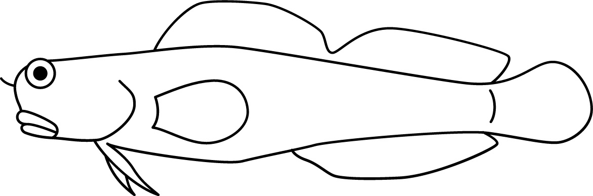 <p>Often have cirri<br>One continuous dorsal fin<br>In rest: curved body<br>Size: 5 cm</p>