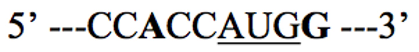 <p>Defines the AUG start codon.</p>