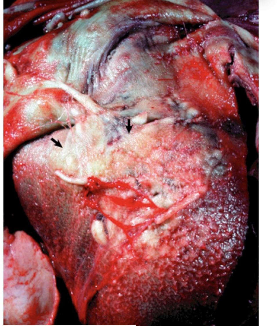 <p>what is this picture showing?</p>