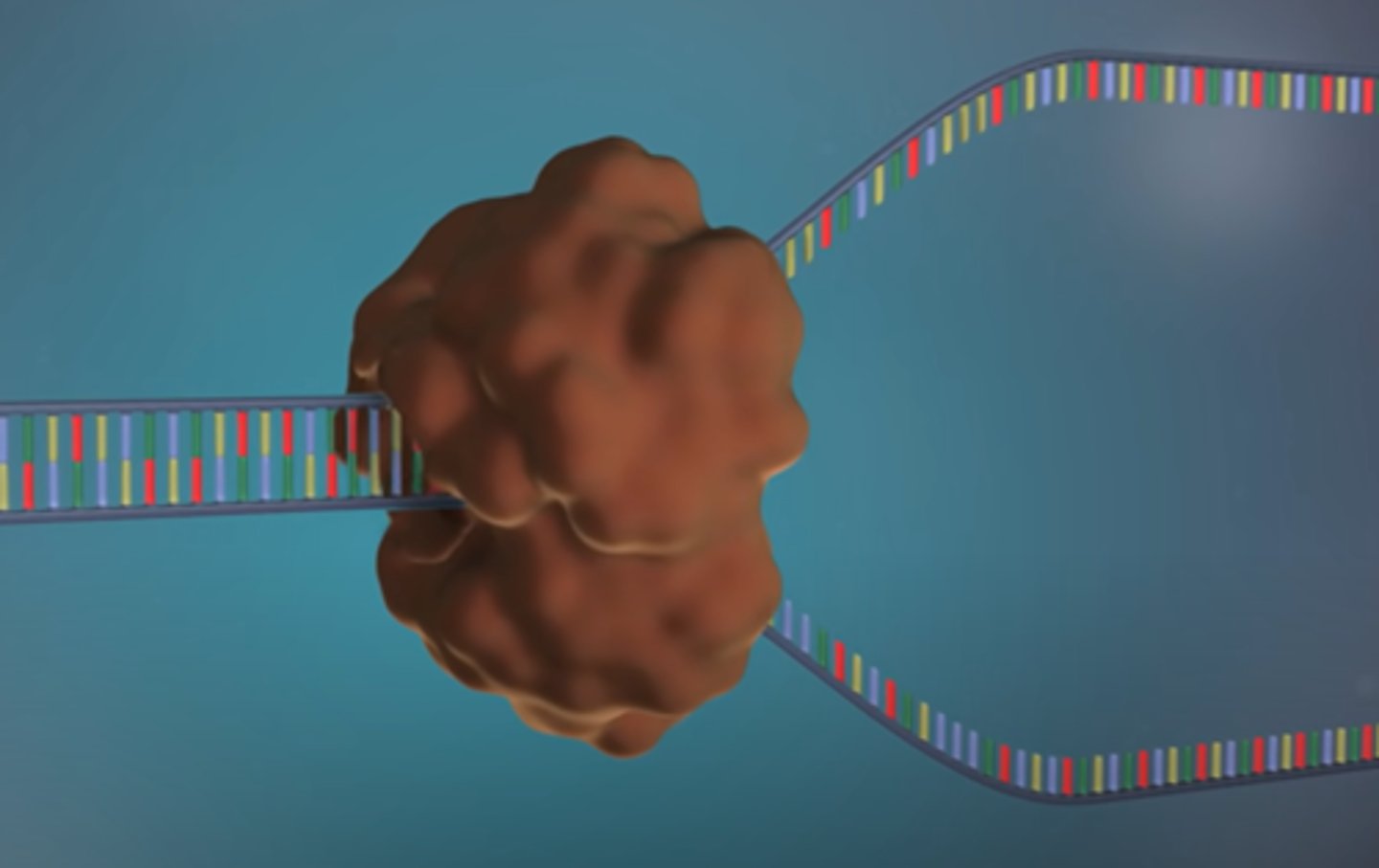 <p>Helicase unwinds the DNA</p><p>Topoisomerase (not in image) relaxes the supercoiling that occurs from the DNA unwinding</p>