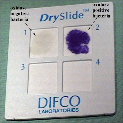 <p>Oxidase negative.</p>