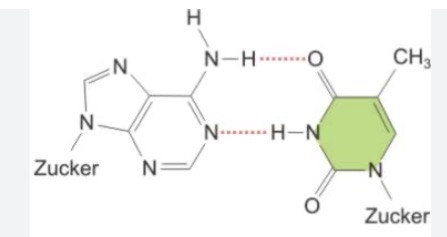 <p>Welche Nukleoside sind das ?</p>