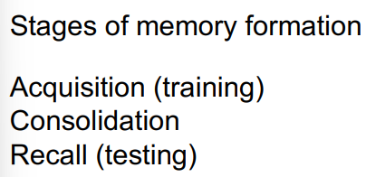 <ul><li><p>required of long-lasting LTP</p></li><li><p>protein synthesis inhibitors prevent the consolidation of long-term memories and LTP</p></li><li><p>protein synthesis inhibitor injected post-acquisition inhibits recall - necessary for consolidation</p></li></ul>