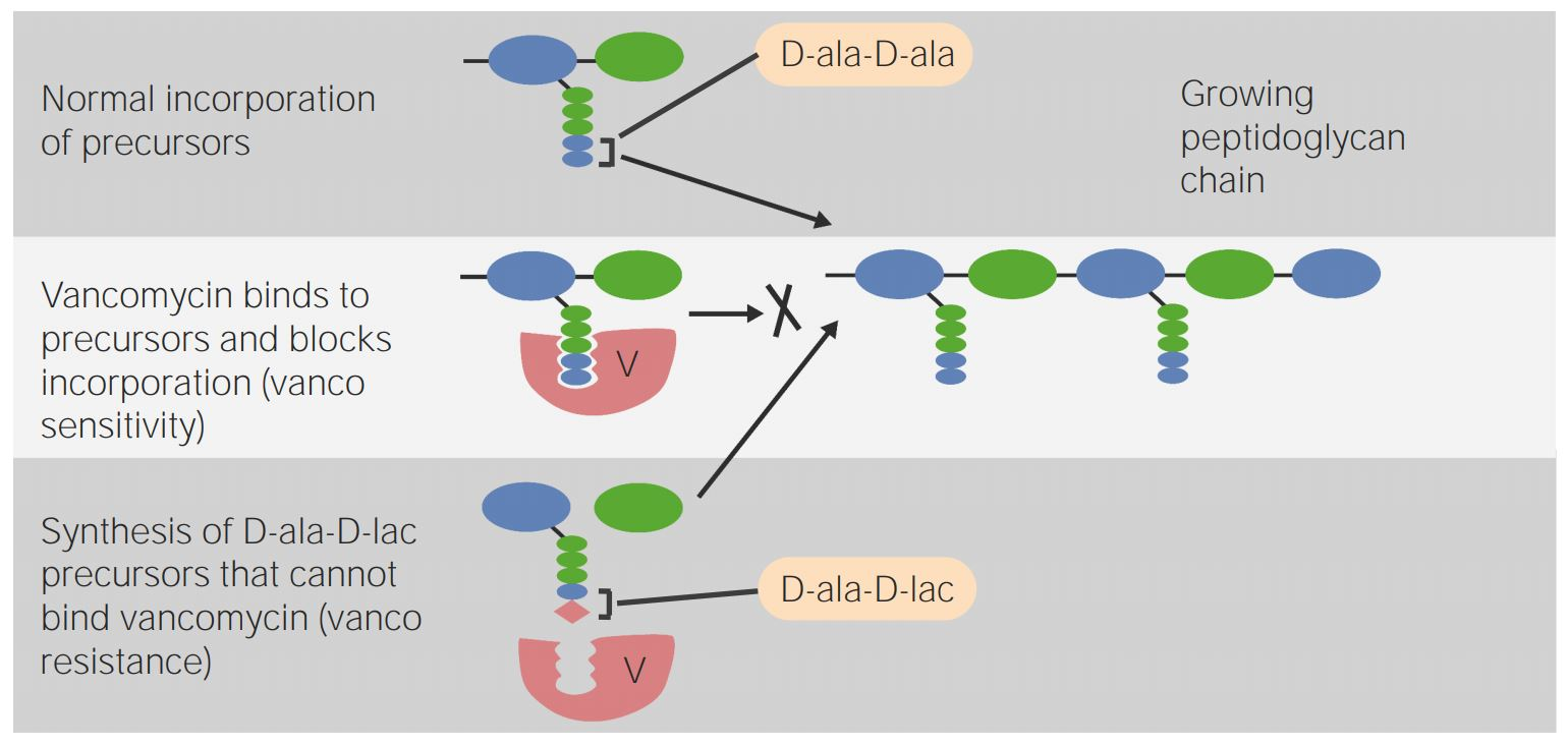 <p>Vancomycin MoA:<strong> Since crosslinks can’t be added to peptidoglycan what happens? (2)</strong></p>