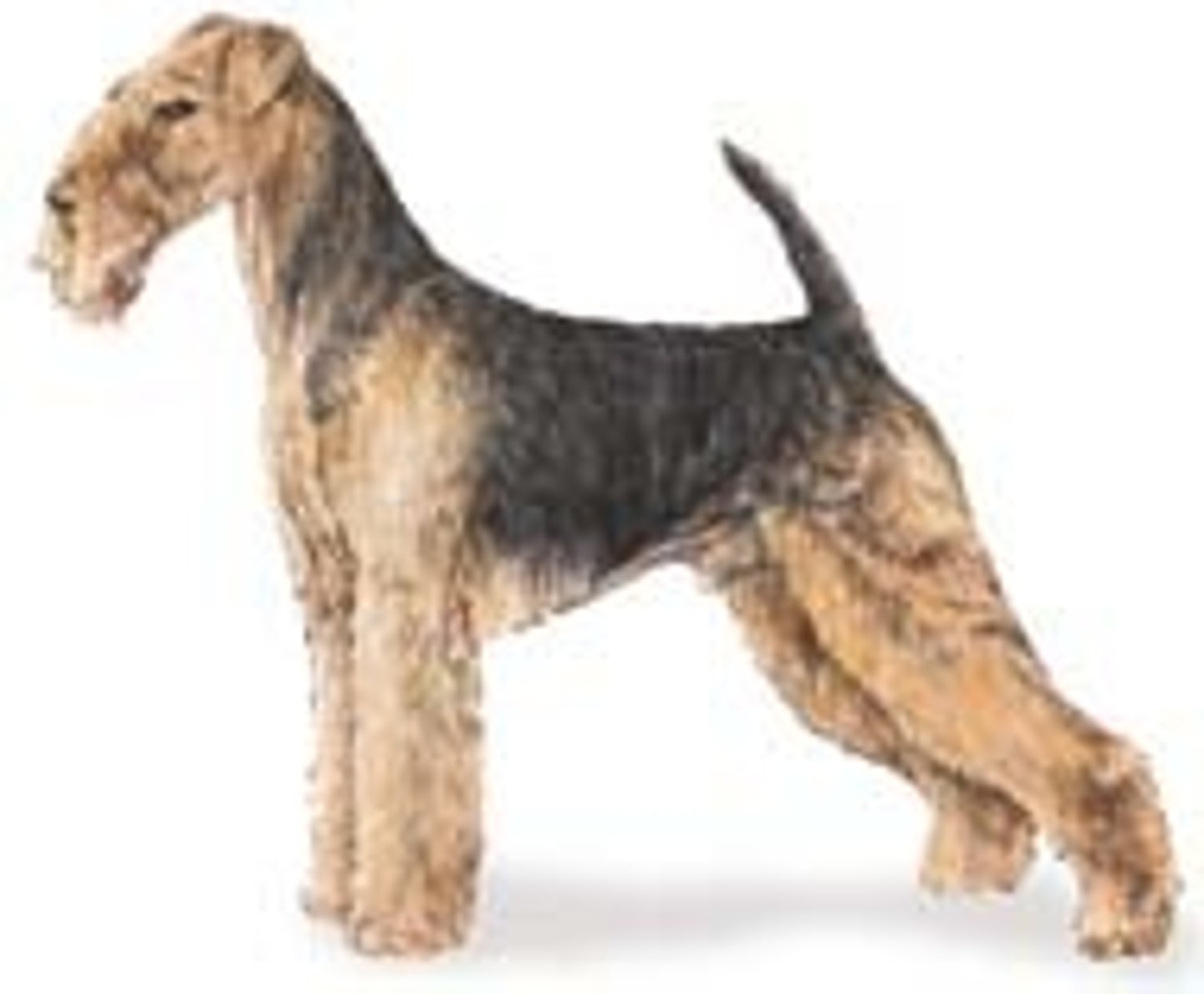 <p>Tan and black. Dense wire coat. Good with children. Supervise during play.</p>
