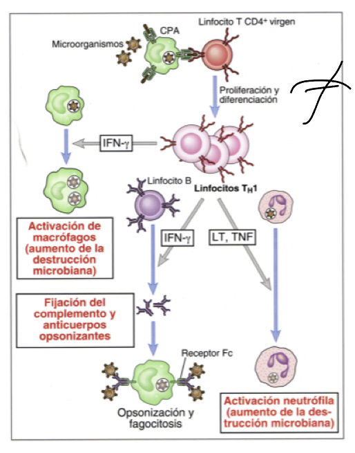 <p><span>They produce IFn gamma triggered by the DC release of IL12 (signal 3), also characterized by release of TNF</span></p><ul><li><p><span>activates macrophages, nuetrophils, and aid B cells in producing antibodies that will be used inopsonisation.</span></p></li></ul><p></p>