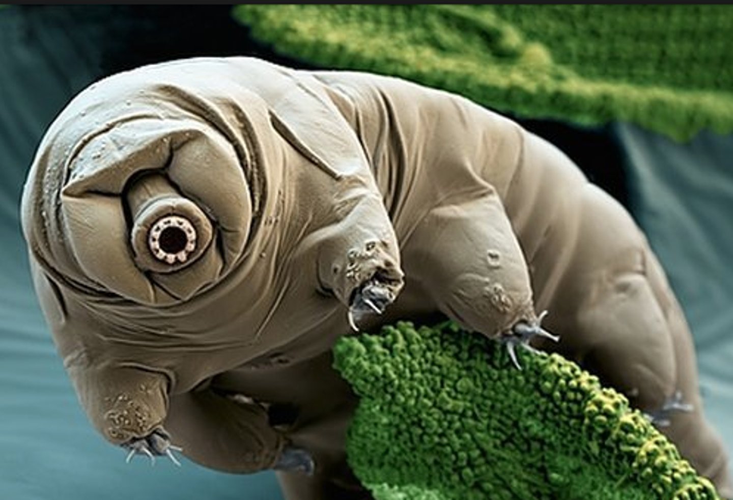 <p>Tardigrada</p>