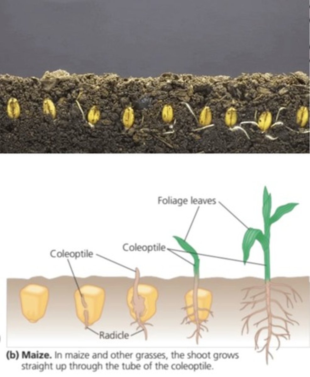 <p>Shoot tip grows through the coleoptile (sheath) once it has pushed through the surface of the soil.</p>