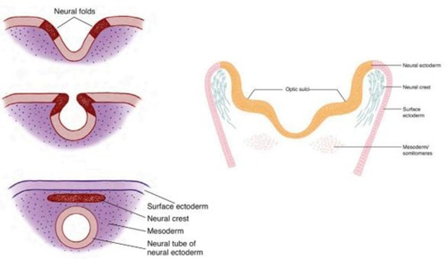<p>The raised edges of the neural plate that eventually fuse to form the neural tube.</p>